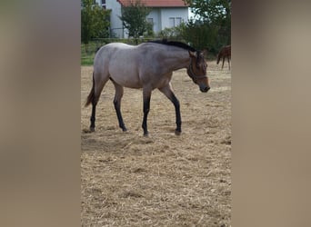 American Quarter Horse, Stute, 2 Jahre, 160 cm, Roan-Bay
