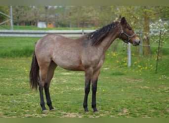 American Quarter Horse, Stute, 2 Jahre, 160 cm, Roan-Bay