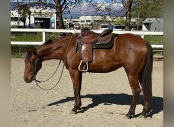 American Quarter Horse, Stute, 2 Jahre, Brauner