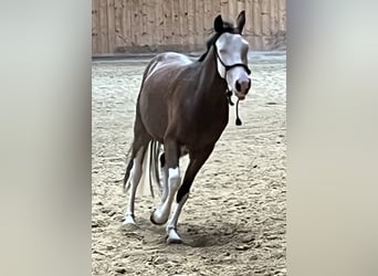 American Quarter Horse, Stute, 2 Jahre, Brauner