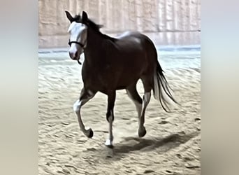 American Quarter Horse, Stute, 2 Jahre, Brauner