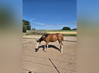 American Quarter Horse, Stute, 2 Jahre, Brauner