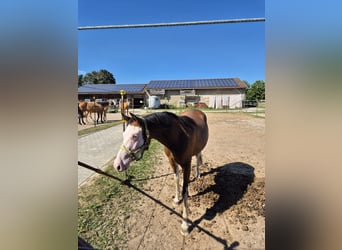 American Quarter Horse, Stute, 2 Jahre, Brauner