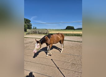 American Quarter Horse, Stute, 2 Jahre, Brauner