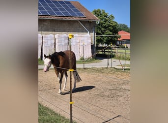 American Quarter Horse, Stute, 2 Jahre, Brauner