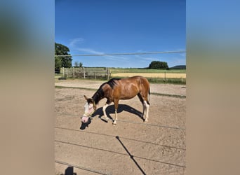 American Quarter Horse, Stute, 2 Jahre, Brauner