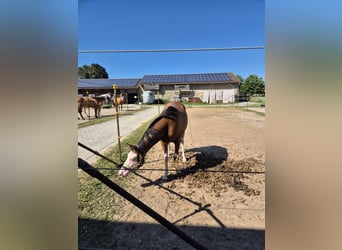 American Quarter Horse, Stute, 2 Jahre, Brauner