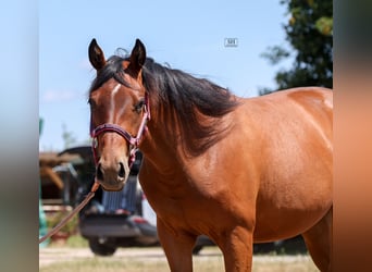 American Quarter Horse, Stute, 2 Jahre, Brauner