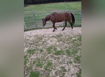 American Quarter Horse, Stute, 2 Jahre, Brauner