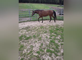 American Quarter Horse, Stute, 2 Jahre, Brauner