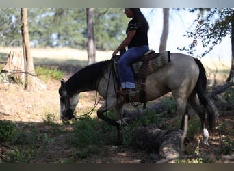 American Quarter Horse, Stute, 2 Jahre, Buckskin