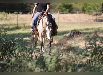 American Quarter Horse, Stute, 2 Jahre, Buckskin