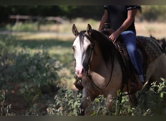 American Quarter Horse, Stute, 2 Jahre, Buckskin