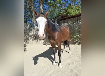 American Quarter Horse, Stute, 2 Jahre, Dunkelbrauner
