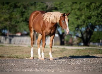 American Quarter Horse, Stute, 2 Jahre, Dunkelfuchs