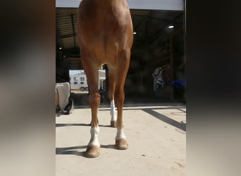 American Quarter Horse, Stute, 2 Jahre, Dunkelfuchs