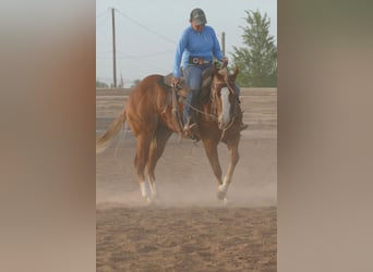 American Quarter Horse, Stute, 2 Jahre, Dunkelfuchs