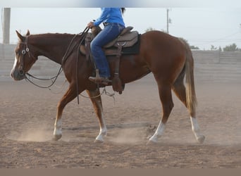 American Quarter Horse, Stute, 2 Jahre, Dunkelfuchs
