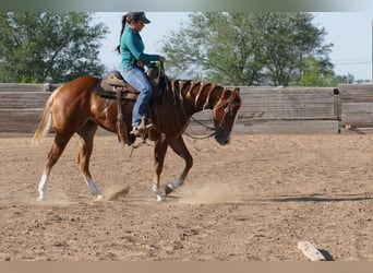 American Quarter Horse, Stute, 2 Jahre, Dunkelfuchs