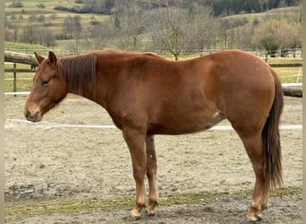American Quarter Horse, Stute, 2 Jahre, Dunkelfuchs