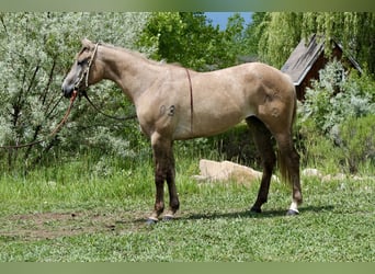 American Quarter Horse, Stute, 2 Jahre, Falbe