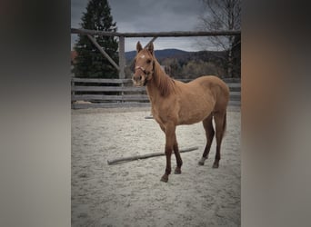 American Quarter Horse, Stute, 2 Jahre, Falbe