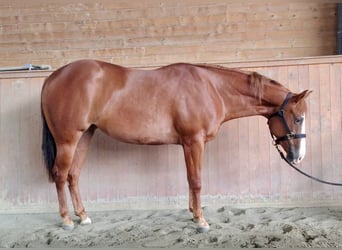 American Quarter Horse, Stute, 2 Jahre, Fuchs