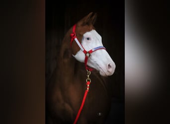 American Quarter Horse, Stute, 2 Jahre, Fuchs