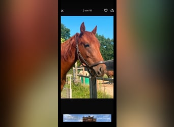 American Quarter Horse, Stute, 2 Jahre, Fuchs