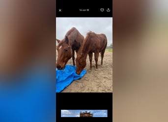 American Quarter Horse, Stute, 2 Jahre, Fuchs