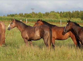 American Quarter Horse, Stute, 2 Jahre, Kann Schimmel werden