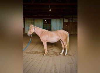 American Quarter Horse, Stute, 2 Jahre, Palomino