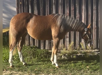 American Quarter Horse, Stute, 2 Jahre, Palomino