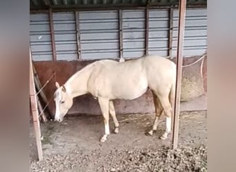 American Quarter Horse, Stute, 2 Jahre, Palomino