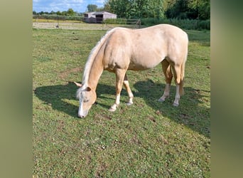 American Quarter Horse, Stute, 2 Jahre, Palomino