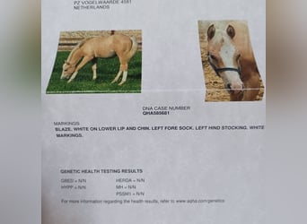 American Quarter Horse, Stute, 2 Jahre, Palomino