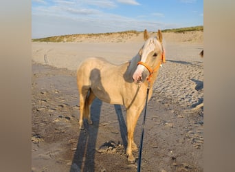 American Quarter Horse, Stute, 2 Jahre, Palomino