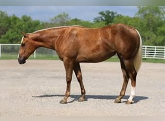 American Quarter Horse, Stute, 2 Jahre, Palomino