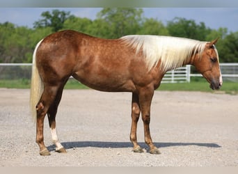 American Quarter Horse, Stute, 2 Jahre, Palomino