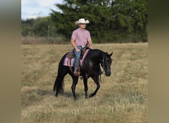 American Quarter Horse, Stute, 2 Jahre, Rappe