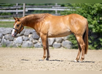 American Quarter Horse, Stute, 2 Jahre, Red Dun