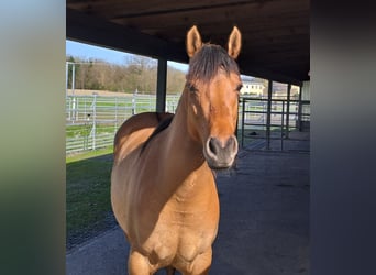 American Quarter Horse, Stute, 2 Jahre, Roan-Bay