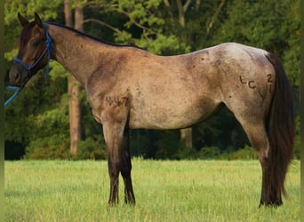 American Quarter Horse, Stute, 2 Jahre, Roan-Blue