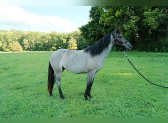 American Quarter Horse, Stute, 2 Jahre, Roan-Blue