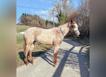 American Quarter Horse, Stute, 2 Jahre, Roan-Red