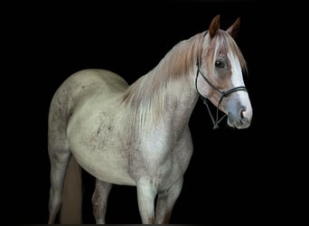 American Quarter Horse, Stute, 2 Jahre, Roan-Red