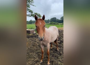 American Quarter Horse, Stute, 2 Jahre, Roan-Red