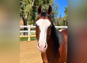 American Quarter Horse, Stute, 2 Jahre, Rotbrauner