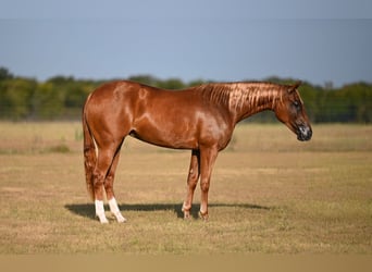 American Quarter Horse, Stute, 2 Jahre, Rotfuchs