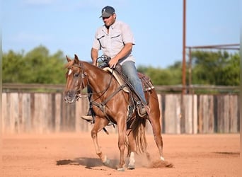 American Quarter Horse, Stute, 2 Jahre, Rotfuchs